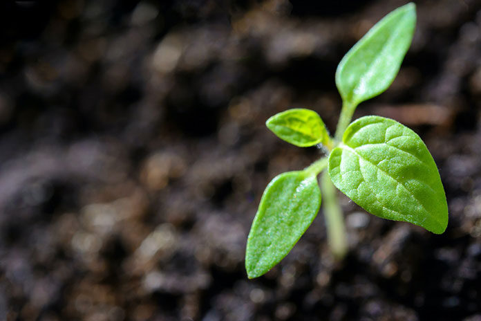 psychomanipulacja.pl,-hemp Uprawa pod namiot