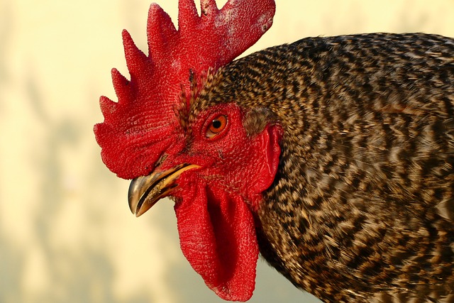 Jakie są modele polityki gospodarczej?